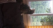 Orchidée a rejoint le concours — aidez-le/la à gagner de superbes lots ! canine, couch, cozy, curtains, cushion, daylight, dog, face, home, indoor, living_room, long_hair, outdoor_view, pet, portrait, profile, shaggy_dog, sitting, sofa, window