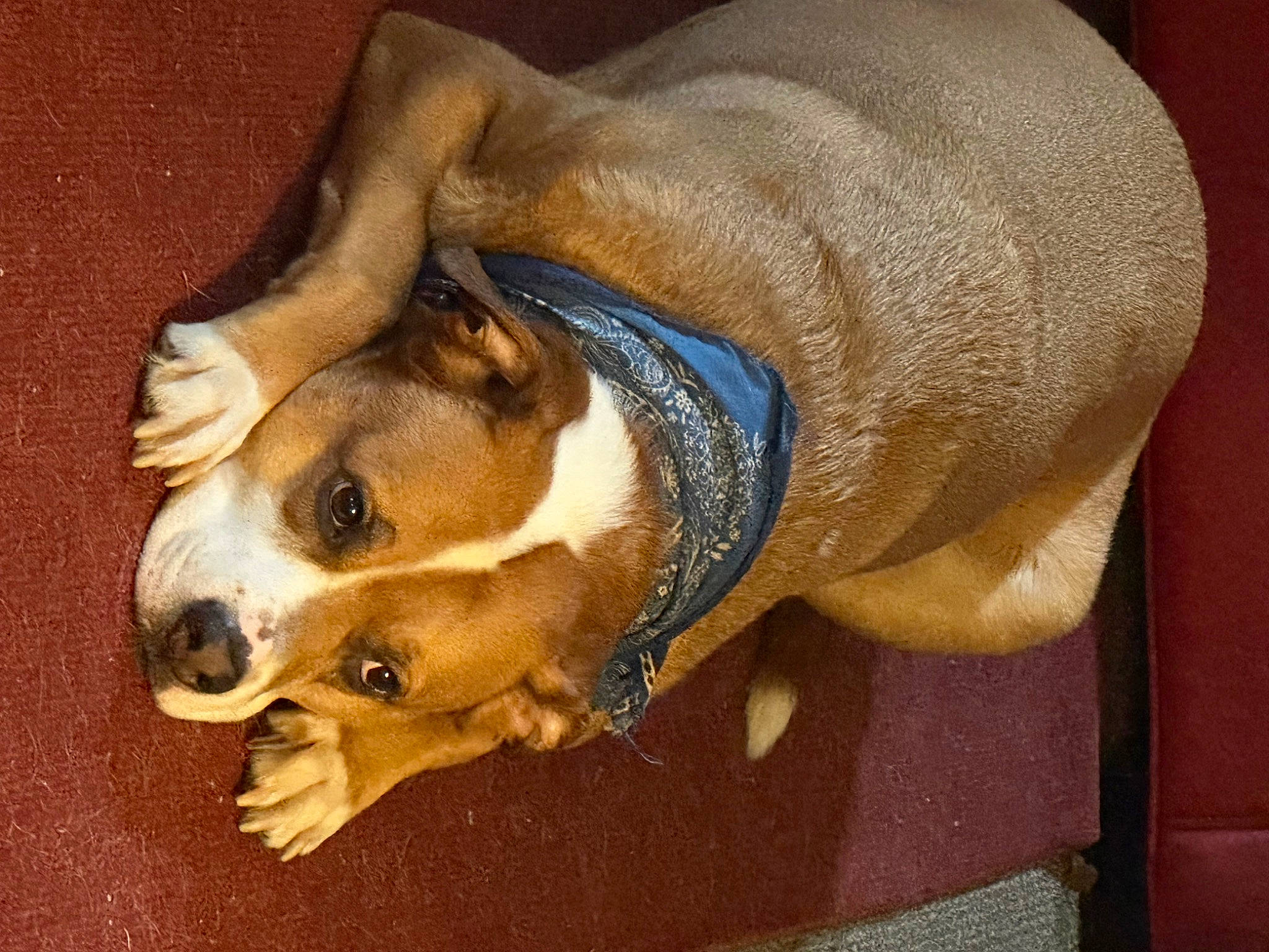 Loki is registered to the contest to win money with this photo: canidae, carnivore, collar, companion_dog, dog, dog_breed, dog_collar, dog_supply, fawn, fur, hat, non_sporting_group, pet_supply, sporting_group, terrestrial_animal, whiskers, working_animal, working_dog