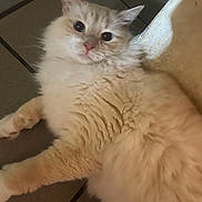 David Mcgee is registered to the contest to win money with this photo: cat, fluffy, cream_color, pet, indoor, floor, curious, relaxed, fur, whiskers, ears, animal, cute, laying_down, mammal, domestic, feline, closeup, tile, resting