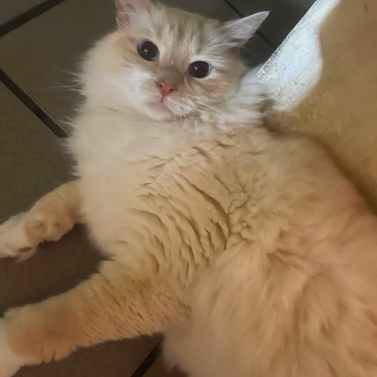 David Mcgee is registered to the contest to win money with this photo: animal, cat, closeup, cream_color, curious, cute, domestic, ears, feline, floor, fluffy, fur, indoor, laying_down, mammal, pet, relaxed, resting, tile, whiskers