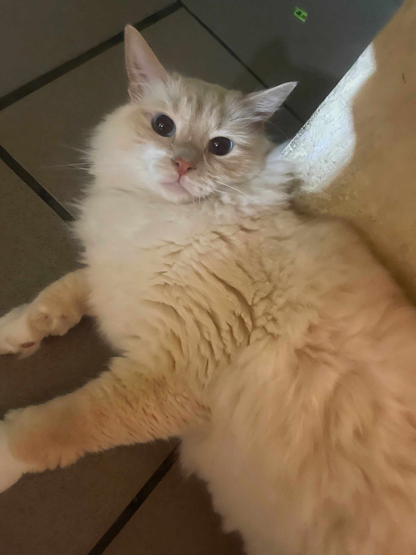 David Mcgee is registered to the contest to win money with this photo: cat, fluffy, cream_color, pet, indoor, floor, curious, relaxed, fur, whiskers, ears, animal, cute, laying_down, mammal, domestic, feline, closeup, tile, resting