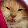 David Mcgee joined the competition — help win amazing prizes! cat, close_up, pink, fabric, tongue_out, cute, cozy, sleepy, whiskers, feline, pet, animal, soft, fur, nose, face, resting, warm, wrapped, expression