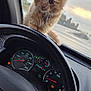 Loaf is registered to the contest to win money with this photo: animal, car_interior, cat, closeup, curious, dashboard, ears, eyes, feline, fur, indoor, kitten, orange_tabby, pet, road, speedometer, steering_wheel, sunset, whiskers, window