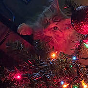 Loaf joined the competition — help win amazing prizes! animal, cat, celebration, christmas_lights, christmas_tree, closeup, colorful_lights, cozy, curious, decorations, feline, festive, greenery, holiday, indoor, night, ornament, pet, red_ornament, soft_lighting