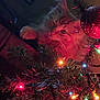 animal, cat, celebration, christmas_lights, christmas_tree, closeup, colorful_lights, cozy, curious, decorations, feline, festive, greenery, holiday, indoor, night, ornament, pet, red_ornament, soft_lighting