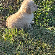 Aslan participe au concours pour gagner de l'argent avec cette photo : animal, canine, cute, daylight, dog, fluffy, fur, golden_retriever, grass, greenery, nature, outdoor, peaceful, pet, puppy, side_view, sitting, small, sunlight, young_animal