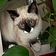 Bianca a rejoint le concours — aidez-le/la à gagner de superbes lots ! cat, siamese_cat, indoor, plant, green_leaves, curious, pet, feline, blue_eyes, animal, close_up, nature, houseplant, potted_plant, whiskers, fur, domestic_animal, cute, eye_contact, indoor_plant