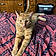 Tigger