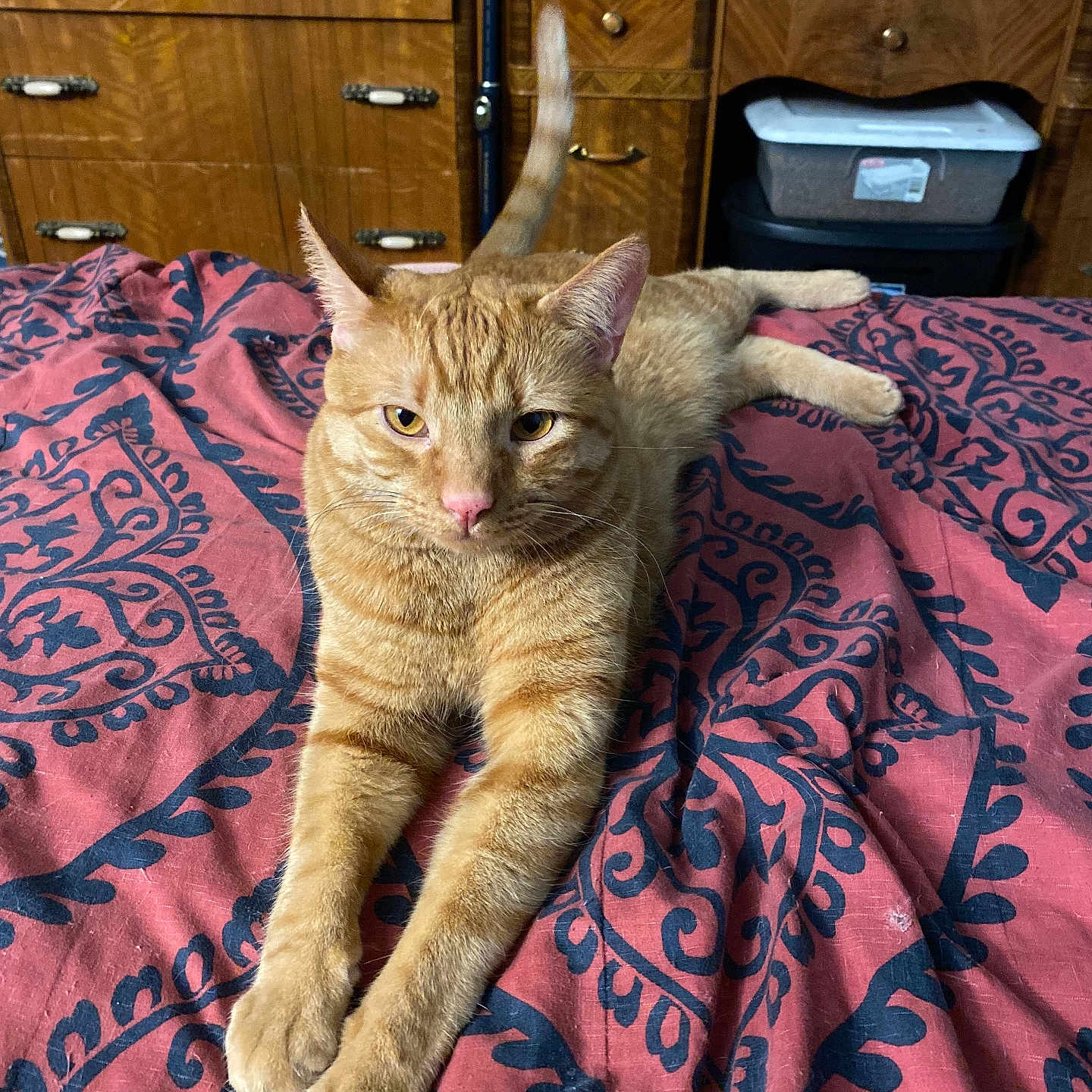 Tigger joined the competition — help win amazing prizes! cat, ginger_cat, orange_cat, feline, pet, animal, bed, bedspread, bedroom, indoor, lounging, lying_down, stretched_paws, upright_ears, whiskers, green_eyes, pink_nose, fur, furniture, home_interior