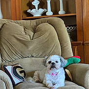 Zoey joined the competition — help win amazing prizes! dog, recliner, pillow, bandana, home_interior, wooden_shelves, decorative_vases, furniture, pet, relaxing, cozy, living_room, white_dog, small_dog, indoor, comfort, cute, fur, animal, resting