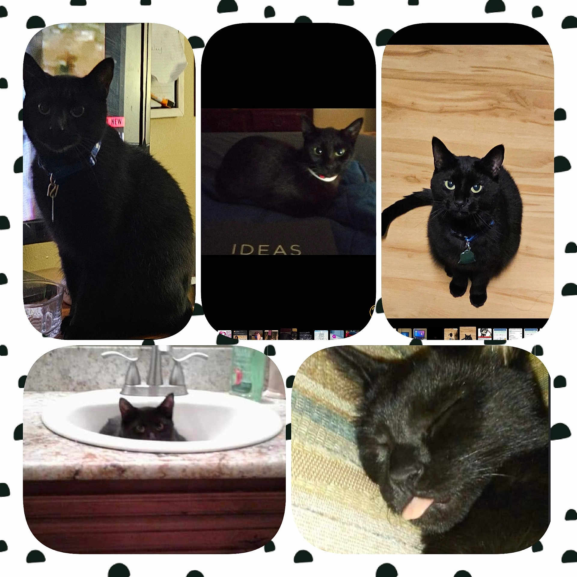 Midnight is registered to the contest to win money with this photo: animal, architecture, art, blackcat, brush, cat, collage, device, egyptiancat, fountain, head, homedecor, indoors, manx, person, pet, sink, sinkfaucet, tool, water