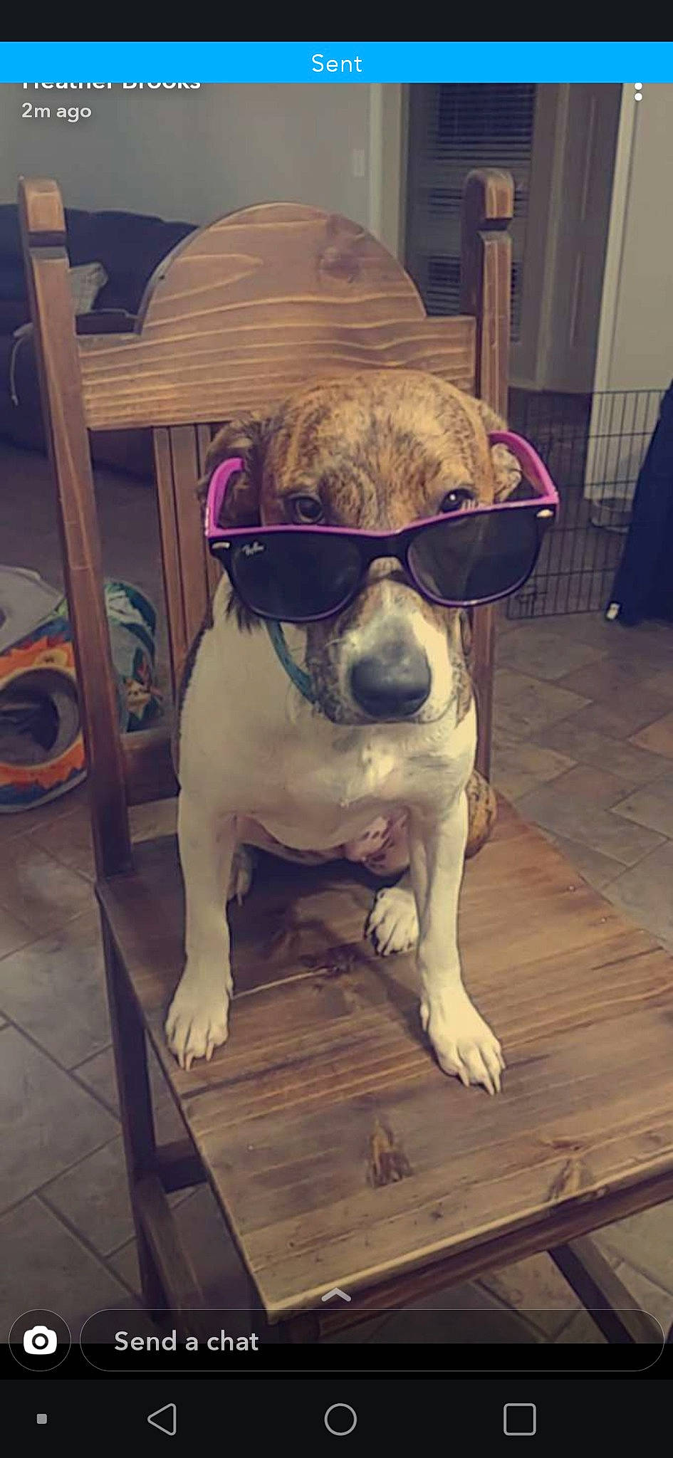 Dollie joined the competition — help win amazing prizes! american_bulldog, american_pit_bull_terrier, canidae, carnivore, companion_dog, dog, dog_breed, ear, eyewear, fawn, glasses, non_sporting_group, nose, pit_bull, puppy, snout, sporting_group, sunglasses, vision_care