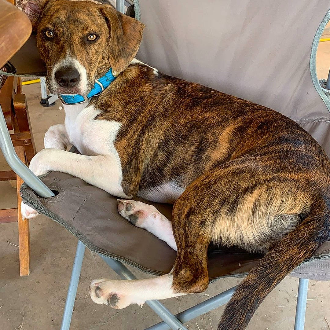 Dollie joined the competition — help win amazing prizes! canidae, carnivore, companion_dog, dog, dog_breed, fawn, mammal, mountain_cur, plott_hound, rafeiro_do_alentejo, rare_breed_dog, sporting_group, treeing_tennessee_brindle, vertebrate, whiskers