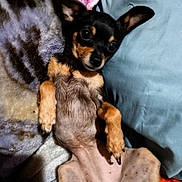 Monkey joined the competition — help win amazing prizes! puppy, dog, black_and_tan, small_dog, chihuahua, lying_down, belly_up, large_ears, brown markings, indoor, blanket, pillow, couch, pet, cute, portrait, relaxed, sleeping_area, close_up, animal