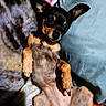 puppy, dog, black_and_tan, small_dog, chihuahua, lying_down, belly_up, large_ears, brown markings, indoor, blanket, pillow, couch, pet, cute, portrait, relaxed, sleeping_area, close_up, animal