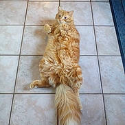 Goutchy a rejoint le concours — aidez-le/la à gagner de superbes lots !