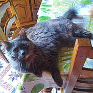 Lana a rejoint le concours — aidez-le/la à gagner de superbes lots !