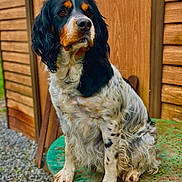 Scott a rejoint le concours — aidez-le/la à gagner de superbes lots ! animal, canine, cockerspaniel, dog, door, hair, hardwood, indoors, interiordesign, nature, outdoors, papillon, pebble, person, pet, puppy, slate, stainedwood, wood, yard