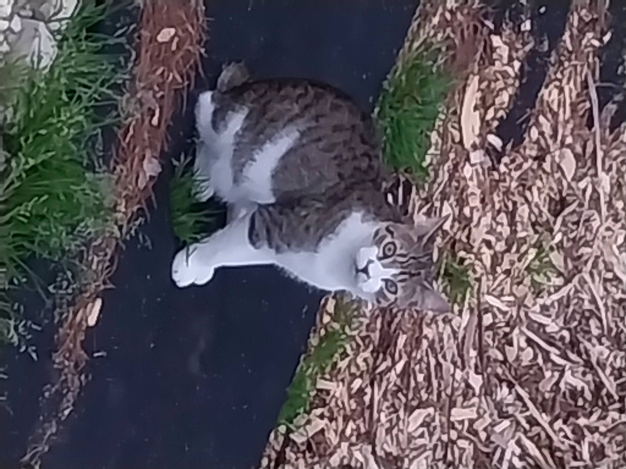 Squirrel is registered to the contest to win money with this photo: accipitriformes, beak, bird, bird_of_prey, falconiformes, feather, fur, grass, groundcover, organism, plant, soil, tail, terrestrial_animal, tree, twig, water, wildlife, wing