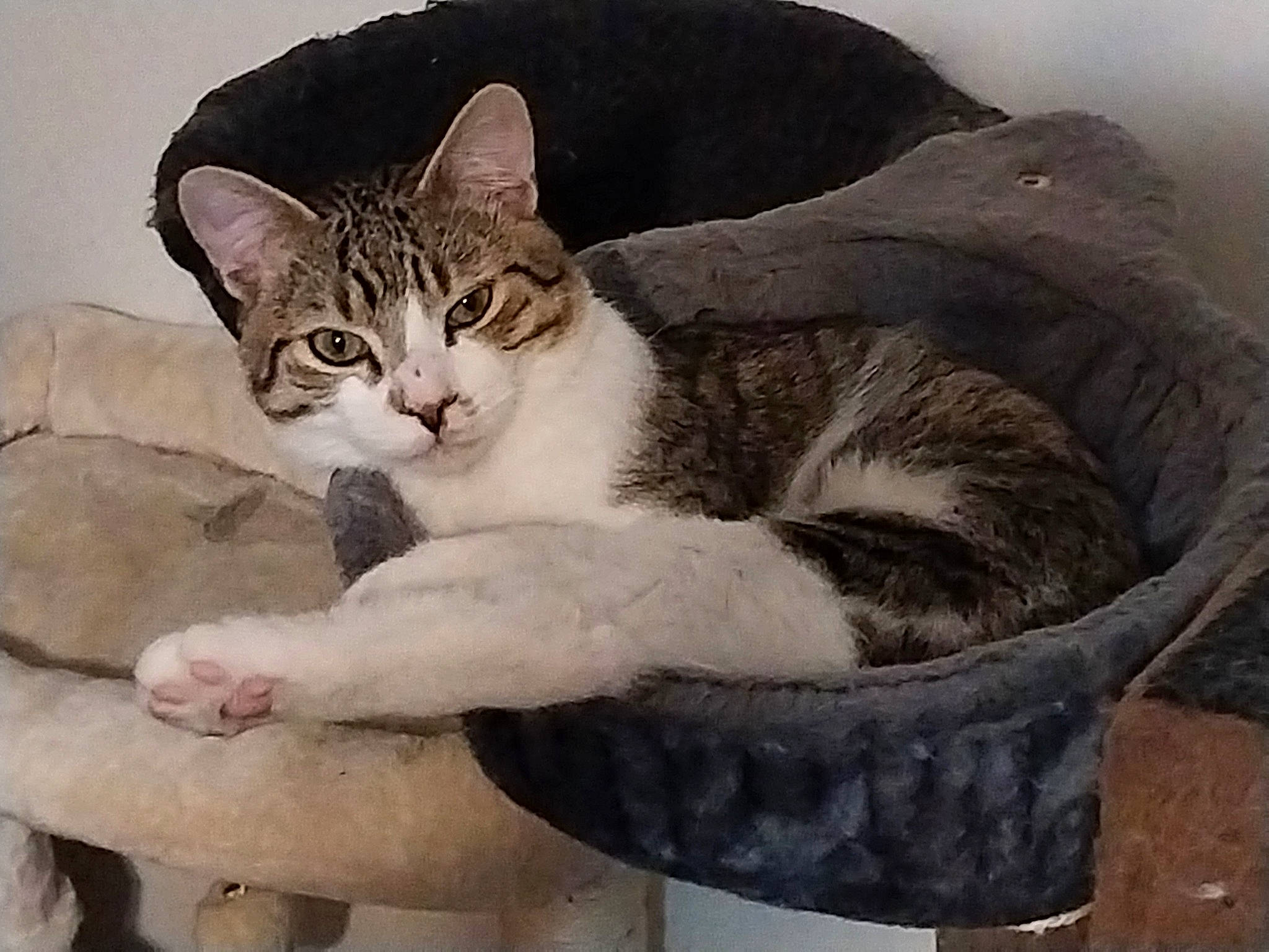 Squirrel is registered to the contest to win money with this photo: art, carnivore, cat, comfort, domestic_short_haired_cat, drawing, eye, felidae, fur, illustration, paint, painting, paw, pet_supply, photo_caption, sitting, small_to_medium_sized_cats, snout, tail, whiskers