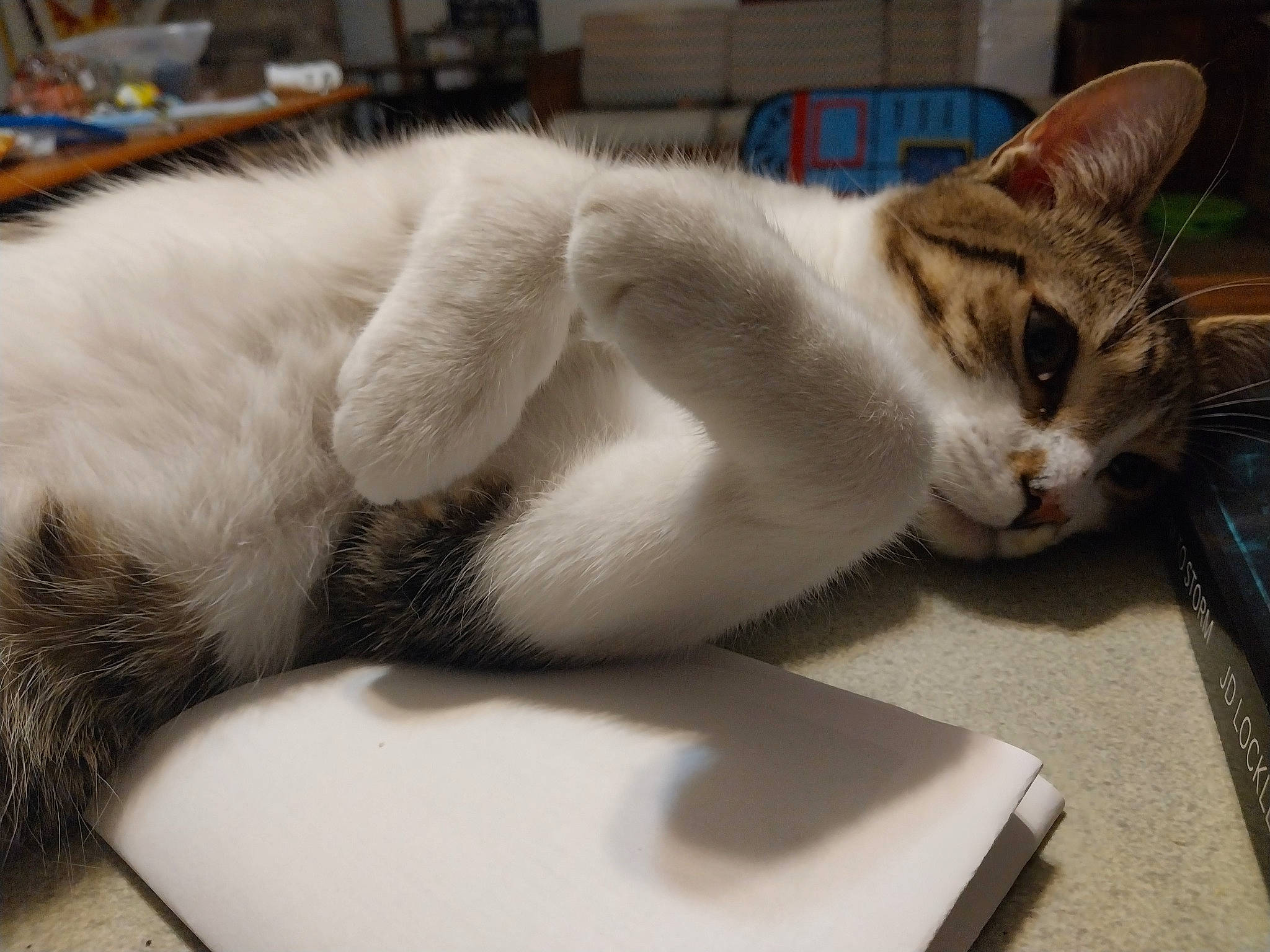 Squirrel joined the competition — help win amazing prizes! box, carnivore, cat, claw, comfort, domestic_short_haired_cat, eye, felidae, fur, input_device, laptop, nap, paw, peripheral, sitting, sleep, small_to_medium_sized_cats, snout, tail, whiskers