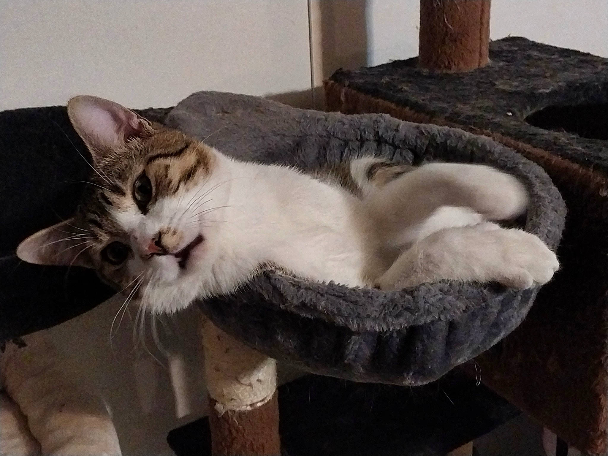 Squirrel is registered to the contest to win money with this photo: carnivore, cat, cat_supply, claw, comfort, domestic_short_haired_cat, fawn, felidae, fur, paw, plant, small_to_medium_sized_cats, snout, tail, whiskers, window, wood