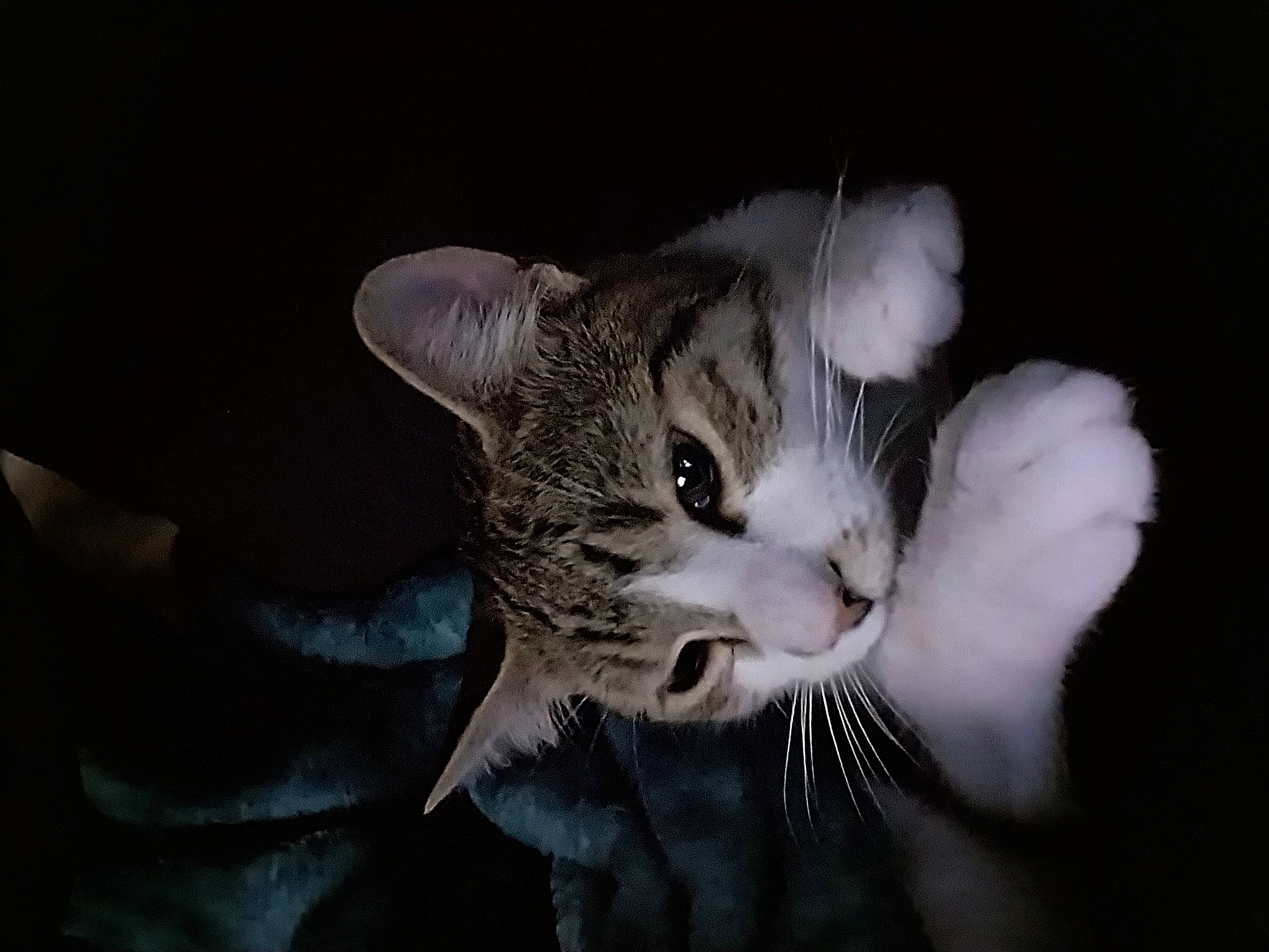 Squirrel is registered to the contest to win money with this photo: carnivore, cat, claw, comfort, darkness, domestic_short_haired_cat, ear, eye, felidae, fur, macro_photography, monochrome_photography, paw, small_to_medium_sized_cats, snout, tail, terrestrial_animal, whiskers, wildlife, window