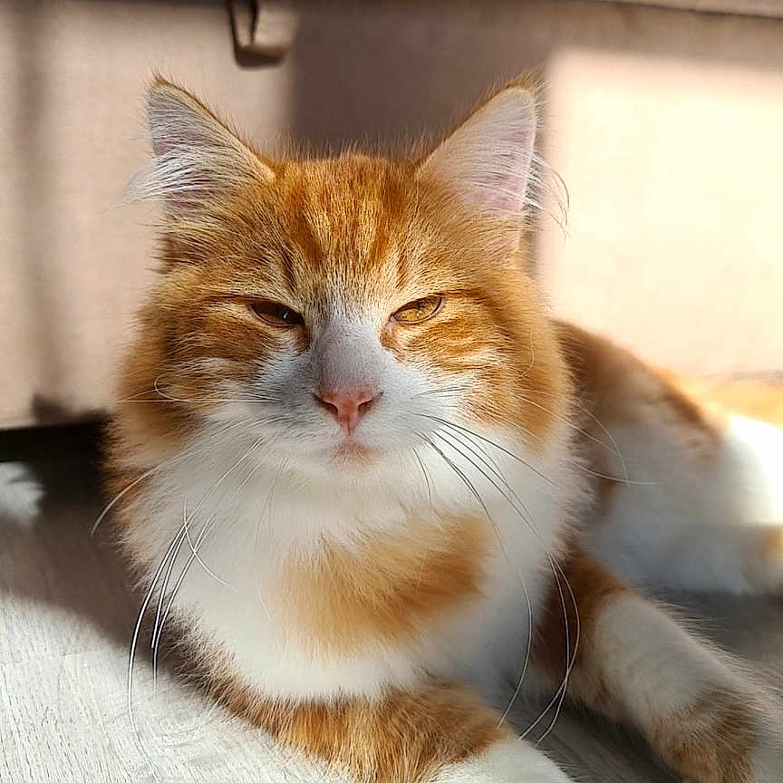 Tyro a rejoint le concours — aidez-le/la à gagner de superbes lots ! animal, cat, closeup, cozy, cute, domestic_cat, ears, feline, floor, fluffy, indoor, mammal, orange_cat, paw, pet, relaxed, resting, sunlight, whiskers, white_cat