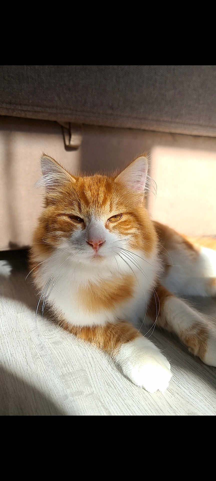 Tyro a rejoint le concours — aidez-le/la à gagner de superbes lots ! cat, orange_cat, white_cat, fluffy, pet, indoor, sunlight, floor, relaxed, feline, whiskers, ears, paw, closeup, domestic_cat, cute, mammal, resting, animal, cozy
