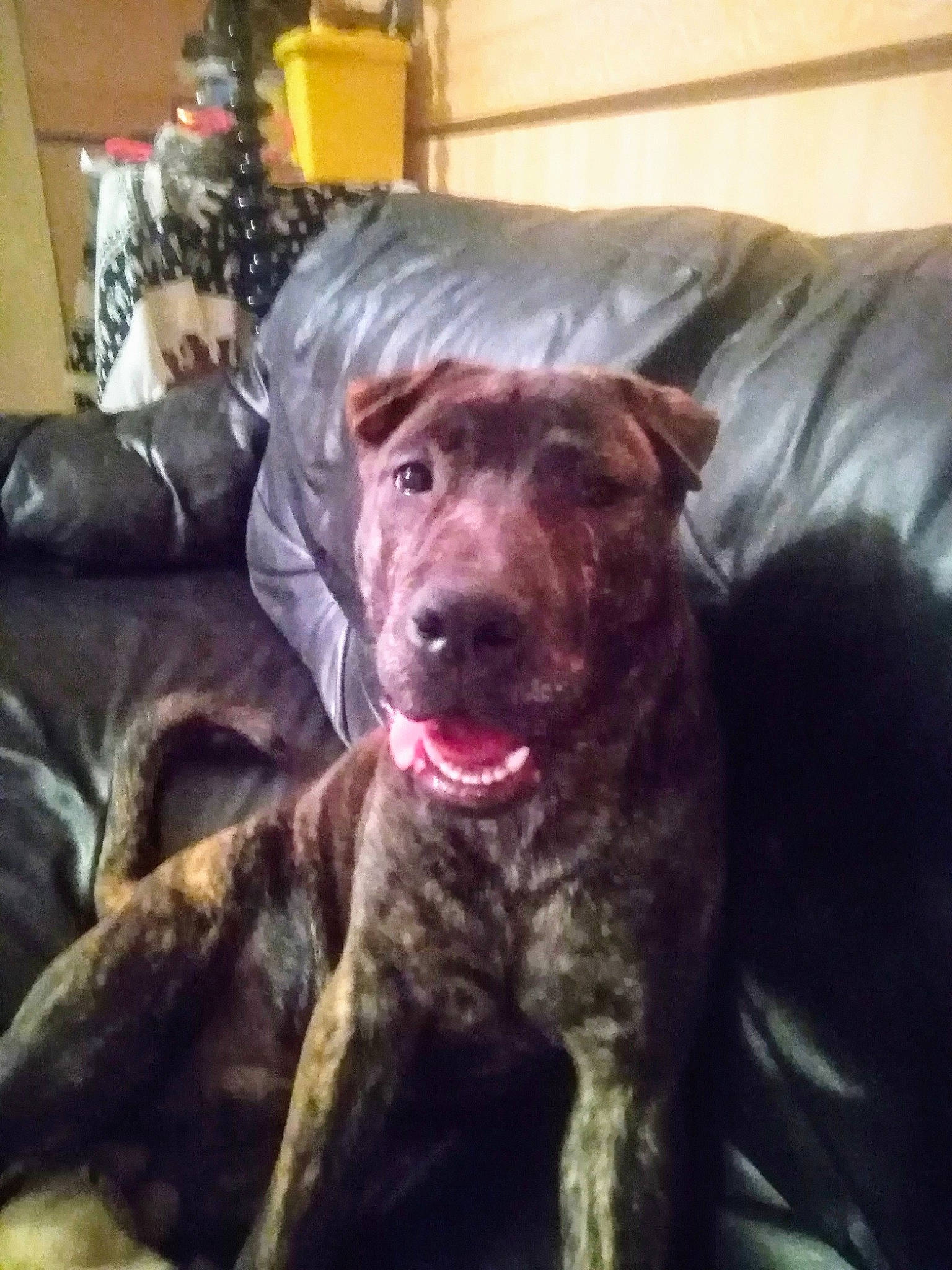 Blue is registered to the contest to win money with this photo: canidae, carnivore, cloud, comfort, companion_dog, couch, dog, dog_breed, fur, guard_dog, liver, metal, non_sporting_group, picture_frame, room, selfie, snout, square, whiskers, working_animal