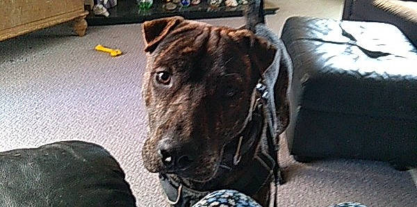 Blue joined the competition — help win amazing prizes! canidae, carnivore, collar, comfort, companion_dog, couch, dog, dog_breed, dog_collar, fawn, fur, guard_dog, rampur_greyhound, sighthound, sleeper_chair, terrestrial_animal, terrier, whiskers, working_animal, working_dog