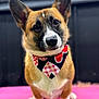 animal, bandana, canine, close_up, curious, cute, dog, domestic_animal, ears, face, friendly, fur, indoor, looking_at_camera, mammal, pet, pink_mat, portrait, sitting, whiskers