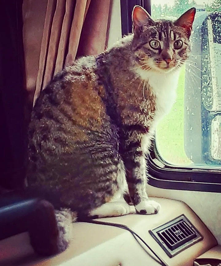 Chevy is registered to the contest to win money with this photo: carnivore, cat, comfort, domestic_short_haired_cat, felidae, fur, metal, paw, sitting, small_to_medium_sized_cats, snout, square, tail, tree, whiskers, window