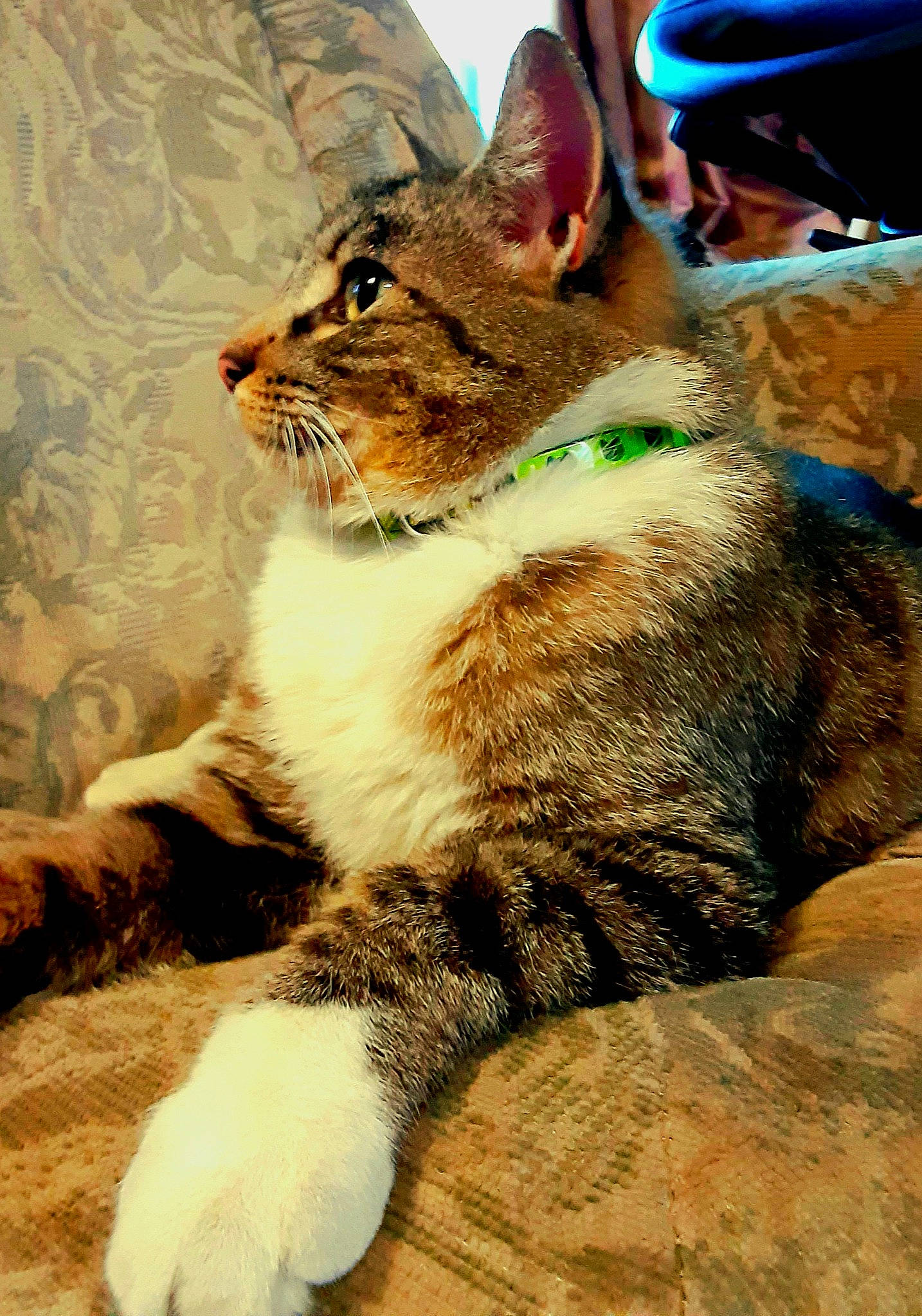 Chevy is registered to the contest to win money with this photo: carnivore, cat, claw, collar, domestic_short_haired_cat, fashion_accessory, fawn, felidae, foot, fur, human_leg, leash, paw, sitting, small_to_medium_sized_cats, snout, tail, terrestrial_animal, whiskers, wildlife