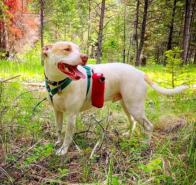 Oakley joined the competition — help win amazing prizes! carnivore, collar, companion_dog, dog, dog_breed, dog_collar, dog_supply, fashion_accessory, fawn, forest, grass, leash, pet_supply, plant, sporting_group, tail, tree, wood, woodland, working_animal
