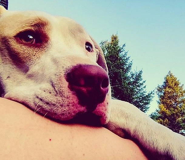 Oakley is registered to the contest to win money with this photo: canidae, carnivore, cloud, companion_dog, dog, dog_breed, dog_collar, fawn, grass, happy, landscape, metal, selfie, sky, snout, sporting_group, terrestrial_animal, tree, whiskers, working_animal