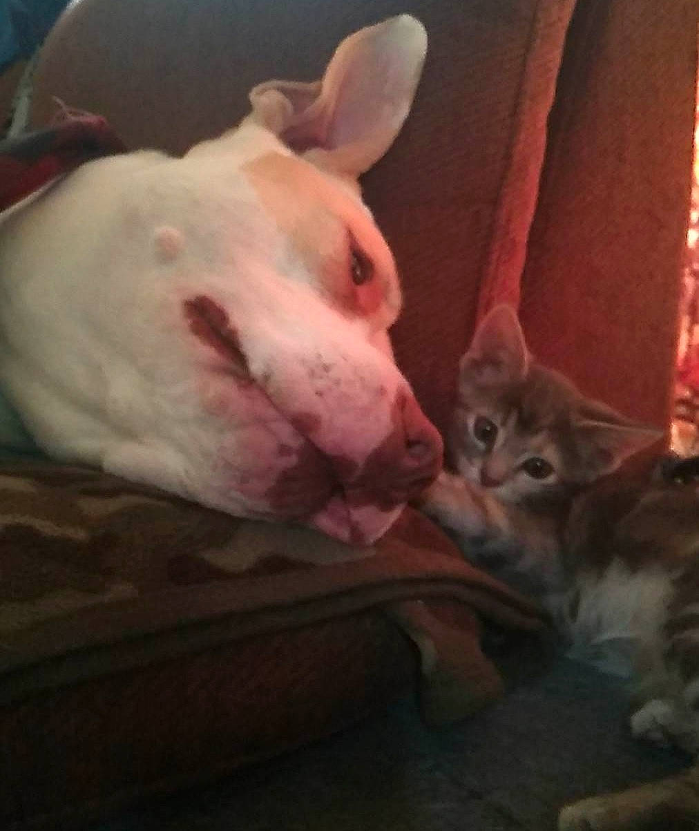 Oakley is registered to the contest to win money with this photo: bull_terrier, carnivore, cat, cloud, comfort, companion_dog, couch, curtain, dog, dog_breed, domestic_short_haired_cat, ear, fawn, felidae, fur, paw, small_to_medium_sized_cats, snout, tail, whiskers