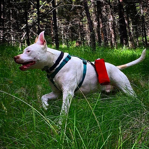 Oakley is registered to the contest to win money with this photo: canidae, carnivore, collar, companion_dog, dog, dog_breed, dog_collar, dog_supply, fashion_accessory, fawn, grass, leash, pet_supply, plant, snout, sporting_group, tail, terrestrial_plant, tree, working_animal