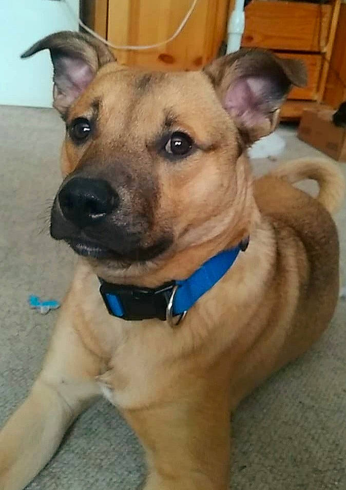 Cooper joined the competition — help win amazing prizes! canidae, carnivore, collar, companion_dog, dog, dog_breed, dog_collar, dog_supply, ear, fawn, fur, guard_dog, leash, pet_supply, snout, sporting_group, whiskers, wood, working_animal, working_dog