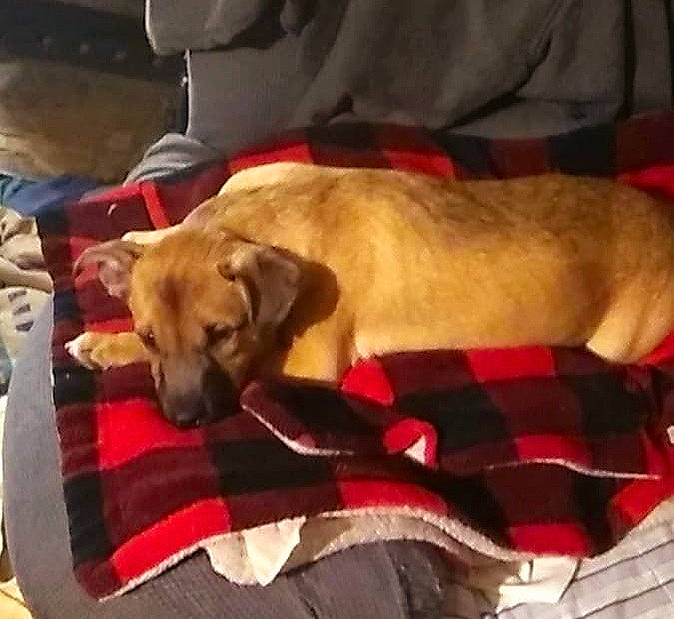 Cooper joined the competition — help win amazing prizes! bored, canidae, carnivore, collar, comfort, companion_dog, dog, dog_breed, dog_collar, dog_supply, fawn, flooring, fur, hardwood, liver, paw, pet_supply, sporting_group, working_animal