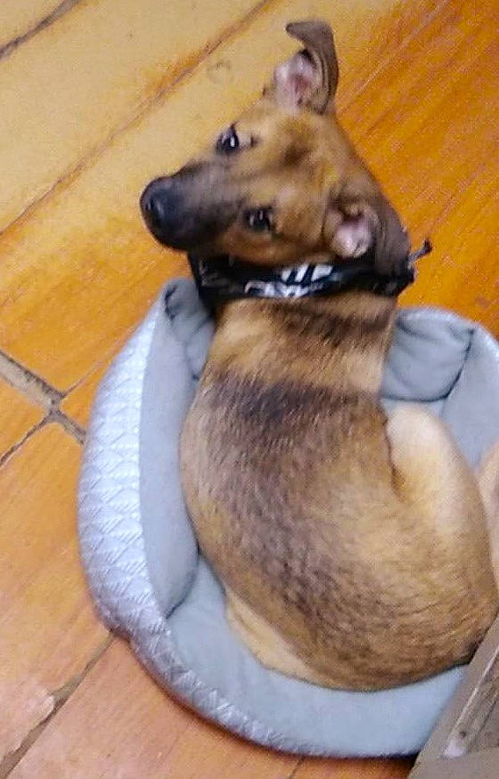 Cooper is registered to the contest to win money with this photo: canidae, carnivore, collar, companion_dog, dog, dog_breed, dog_collar, dog_supply, fawn, flooring, fur, german_shepherd_dog, hardwood, herding_dog, king_shepherd, pet_supply, sporting_group, tile_flooring, wood, working_animal