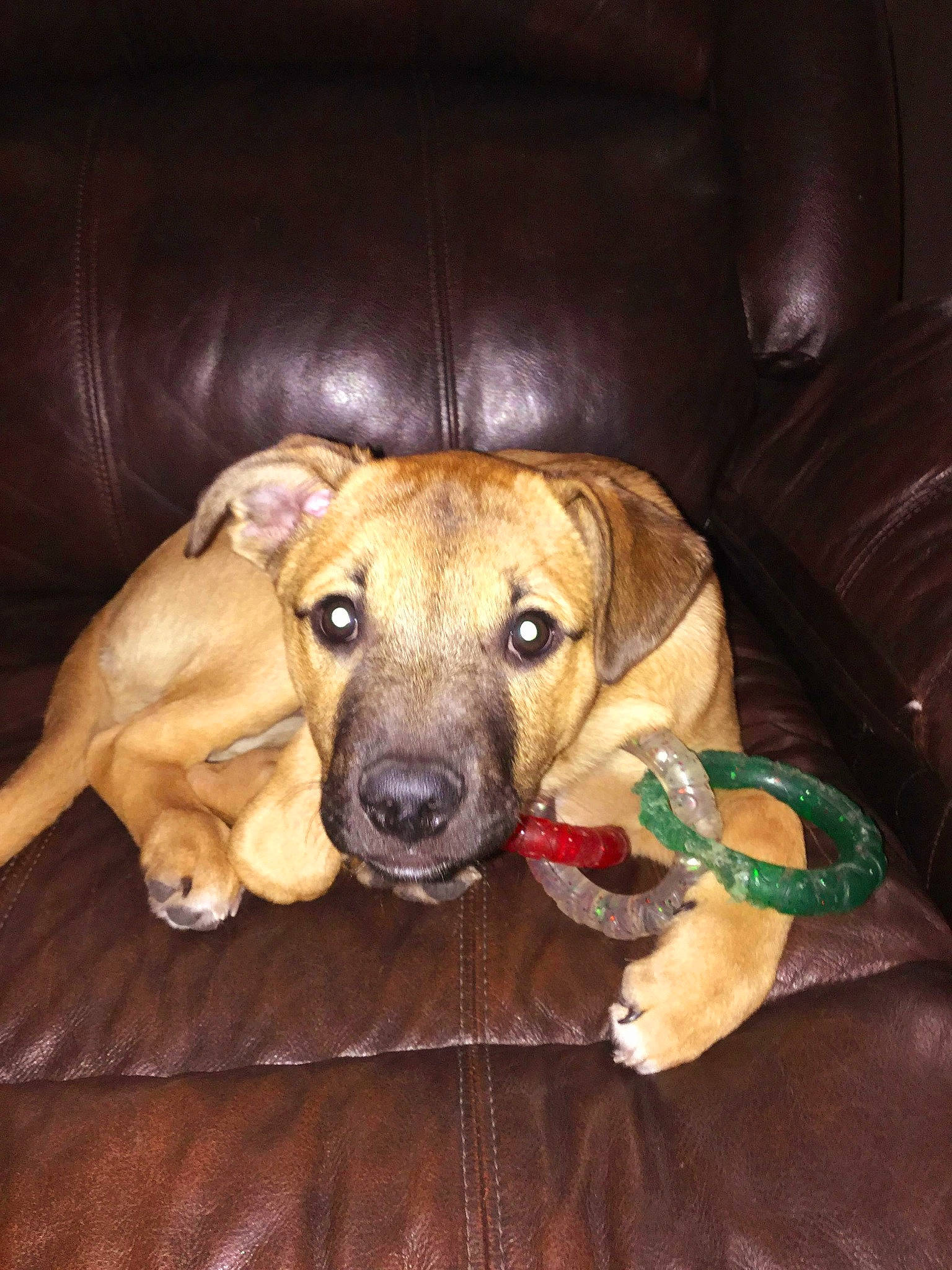 Cooper is registered to the contest to win money with this photo: biting, canidae, carnivore, companion_dog, dog, dog_breed, dog_supply, fawn, fur, guard_dog, liver, non_sporting_group, pet_supply, smile, snout, sporting_group, terrestrial_animal, whiskers, wood, working_animal