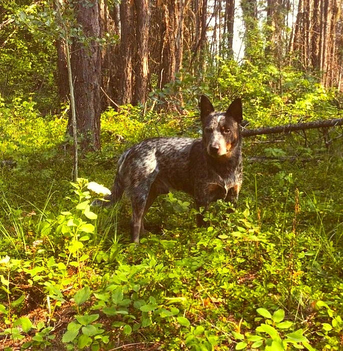 Max joined the competition — help win amazing prizes! biome, carnivore, dog, dog_breed, fawn, forest, grass, groundcover, grove, natural_landscape, plant, sporting_group, temperate_broadleaf_and_mixed_forest, terrestrial_animal, terrestrial_plant, tree, trunk, wood, woodland, woody_plant