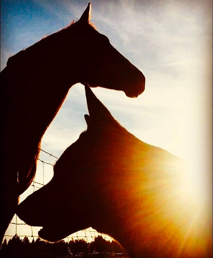 Max joined the competition — help win amazing prizes! atmosphere, cloud, happy, heat, horizon, horse, landscape, liver, mare, morning, natural_landscape, nature, sky, snout, sorrel, sunlight, sunrise, sunset, terrestrial_animal, tints_and_shades