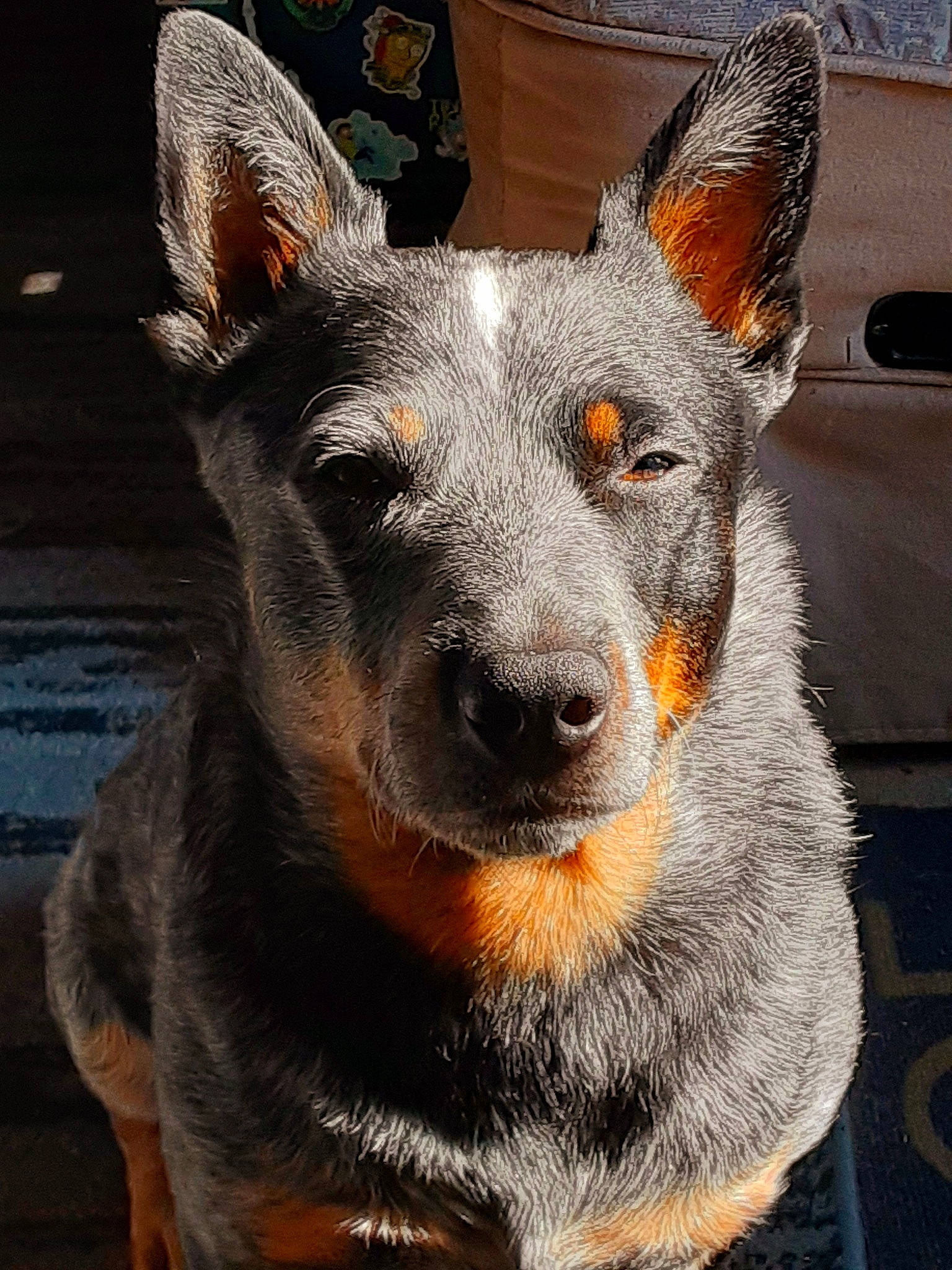 Max joined the competition — help win amazing prizes! ancient_dog_breeds, canidae, carnivore, companion_dog, dog, dog_breed, ear, fur, guard_dog, non_sporting_group, snout, sporting_group, terrestrial_animal, toy_dog, whiskers, working_animal, working_dog