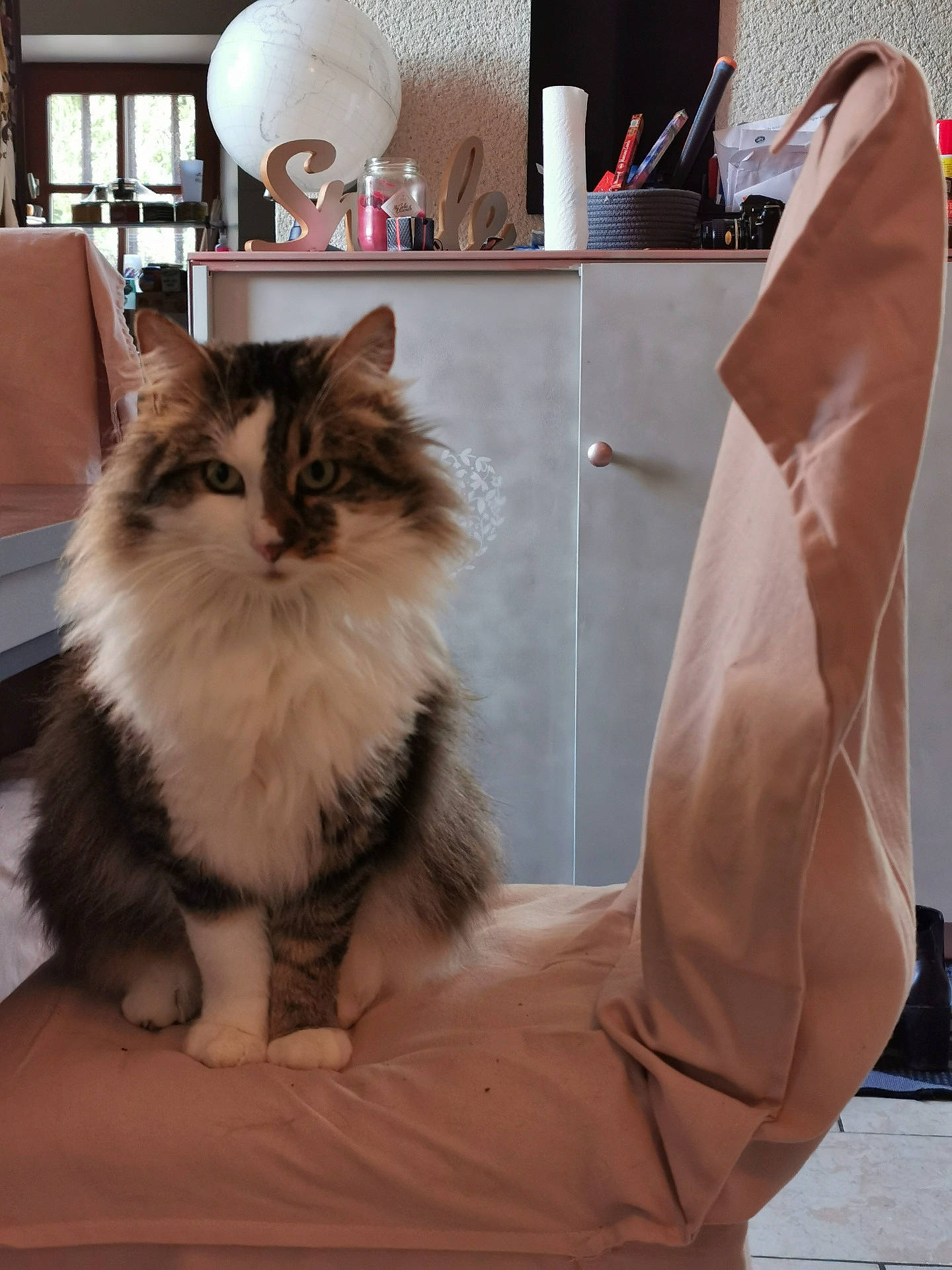Oréo participe au concours pour gagner de l'argent avec cette photo : asian_semi_longhair, british_longhair, british_semi_longhair, carnivore, cat, domestic_long_haired_cat, felidae, fur, furniture, kitten, long_hair, maine_coon, napoleon_cat, norwegian_forest_cat, persian, ragamuffin, siberian, small_to_medium_sized_cats, tail, whiskers