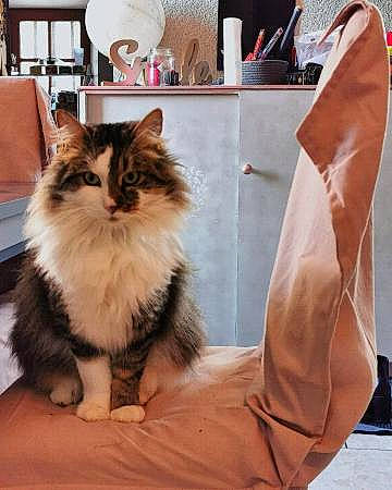 Oréo a rejoint le concours — aidez-le/la à gagner de superbes lots ! british_longhair, carnivore, cat, cymric, domestic_long_haired_cat, felidae, fur, kitten, maine_coon, napoleon_cat, norwegian_forest_cat, persian, ragamuffin, siberian, small_to_medium_sized_cats, tail, whiskers