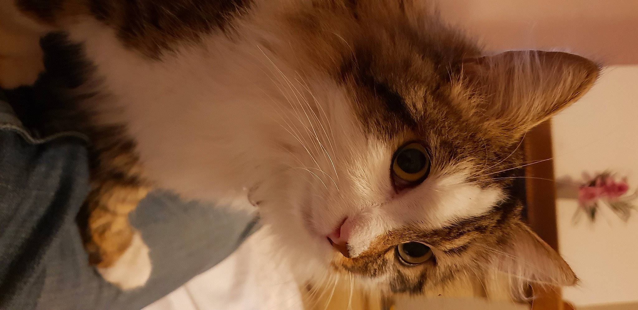 Oréo participe au concours pour gagner de l'argent avec cette photo : aegean_cat, american_curl, american_wirehair, british_semi_longhair, carnivore, cat, close_up, domestic_long_haired_cat, eye, felidae, fur, kitten, mammal, norwegian_forest_cat, nose, ragamuffin, siberian, small_to_medium_sized_cats, snout, whiskers