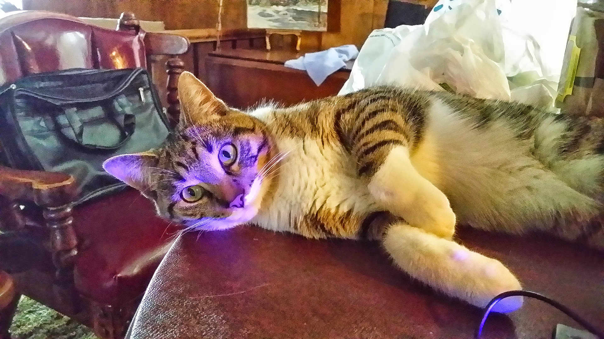 Milo is registered to the contest to win money with this photo: cat, tabby_cat, indoor, furniture, chair, leather, bag, curious, pet, animal, whiskers, paws, fur, relaxed, home, table, wood, clutter, light, purple_reflection