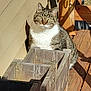 cat, tabby_cat, wooden_deck, planter, sunlight, outdoor, pet, animal, feline, shadow, wood, texture, nature, relaxing, daylight, domestic_cat, sitting, striped, whiskers, ears